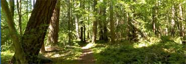 Federation Forest State Park