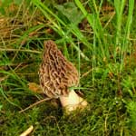 Picking and Gathering - Morel Mushroom