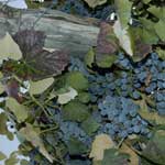 Yakima Valley Wine Country - Wine Country Travels