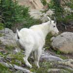 Wildlife Watching - Mountain Goat